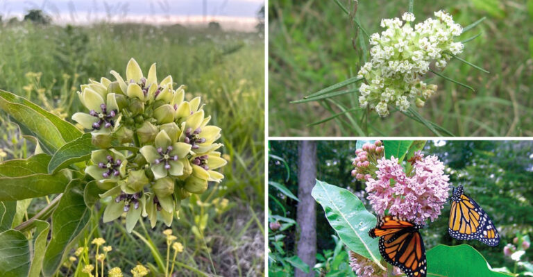 Plant These 19 Milkweed Varieties by Your Door – Butterflies Will Thank You