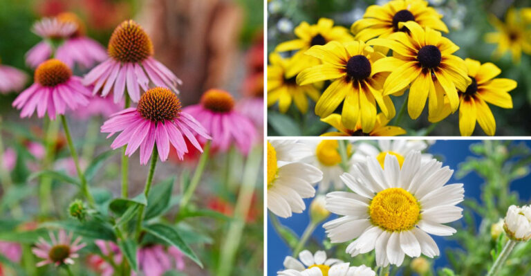 Plant These 25 Perennials Now for Bigger Blooms Next Year