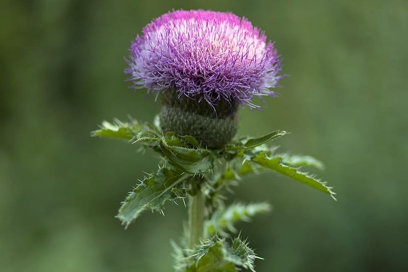 Thistle's Fierce Grace