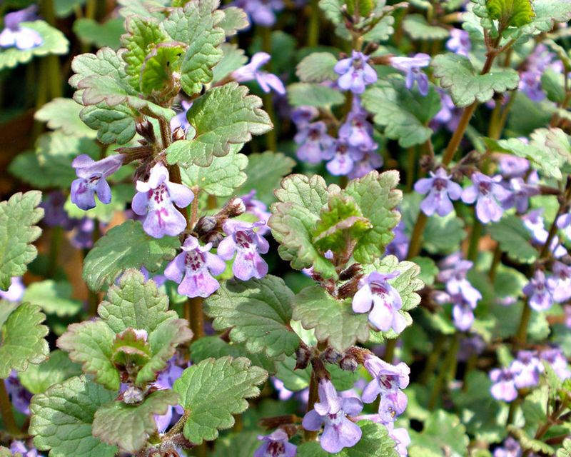 Creeping Charlie (Glechoma hederacea)