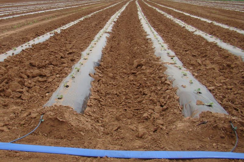 Neglecting Soil Preparation