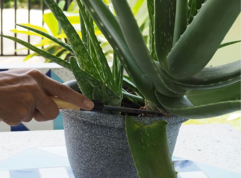 Not Allowing Callus Formation