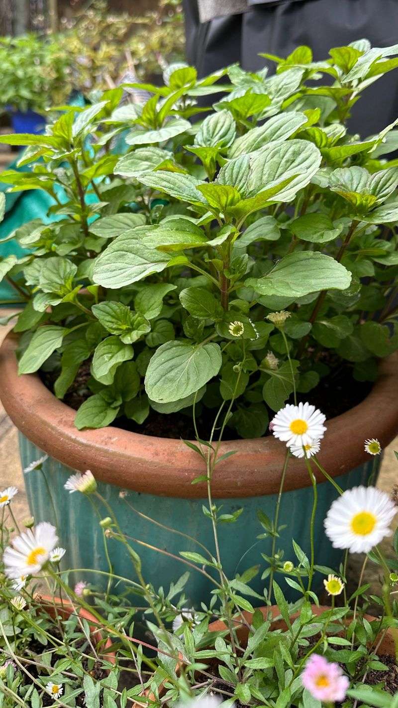 Ignoring Companion Planting