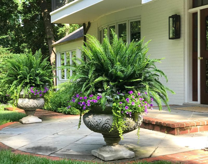 Graceful Fern Arrangement