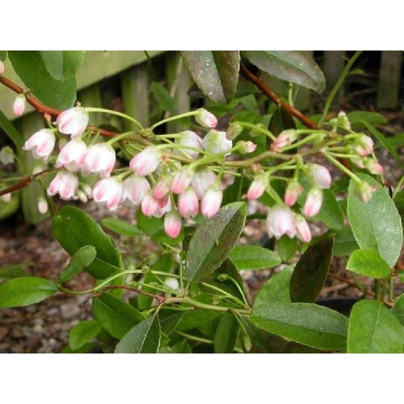 Raspberry Ripple Abelia