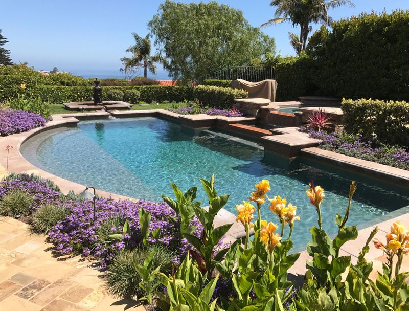 Daylilies (Hemerocallis)