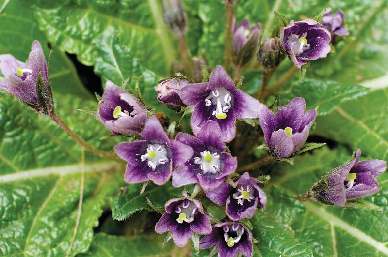 Mandrake (Mandragora officinarum)