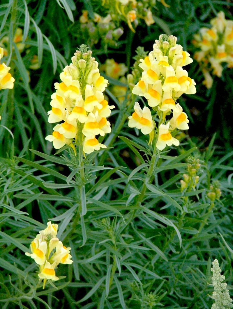 Yellow Toadflax