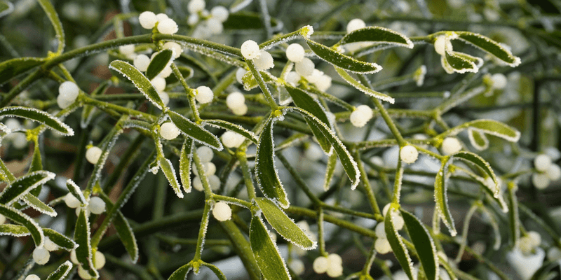 Mistletoe (Viscum album)