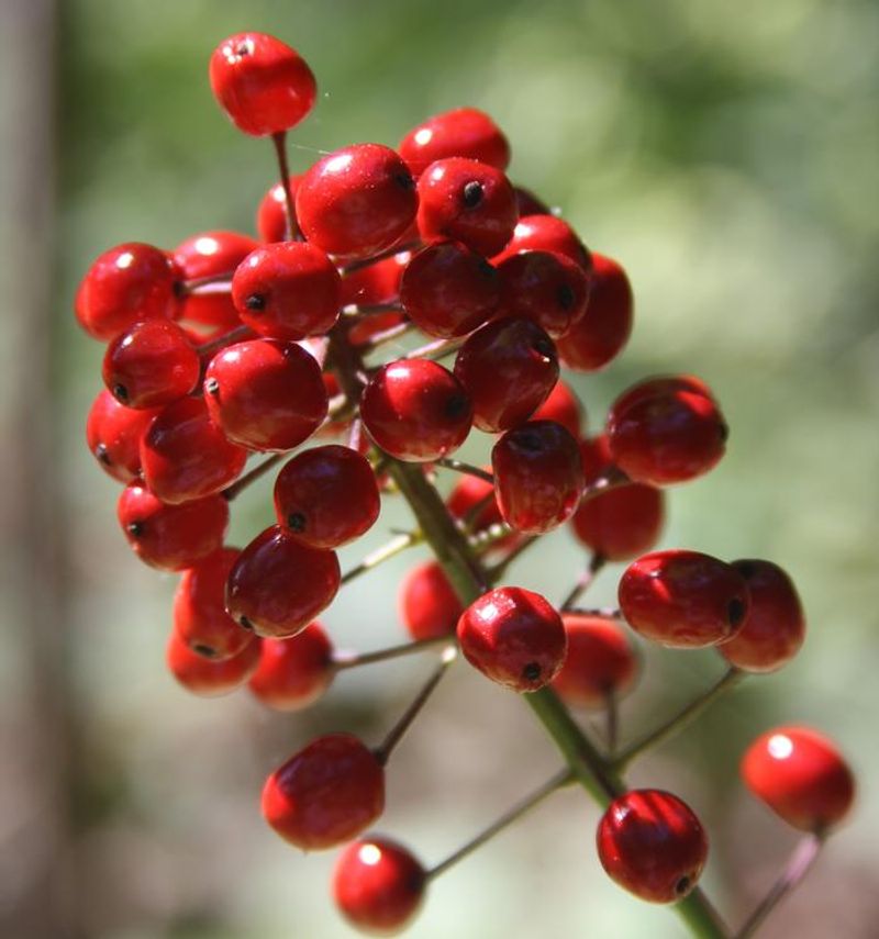 Baneberry