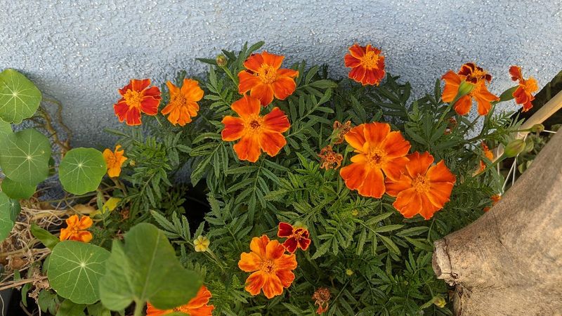 Marigolds