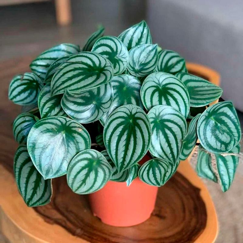 Peperomia (Various Types)