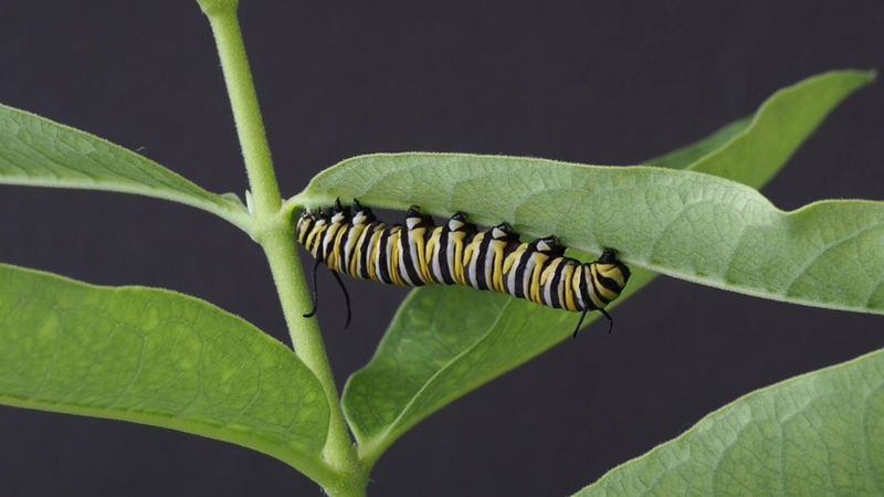 Monarch Caterpillar
