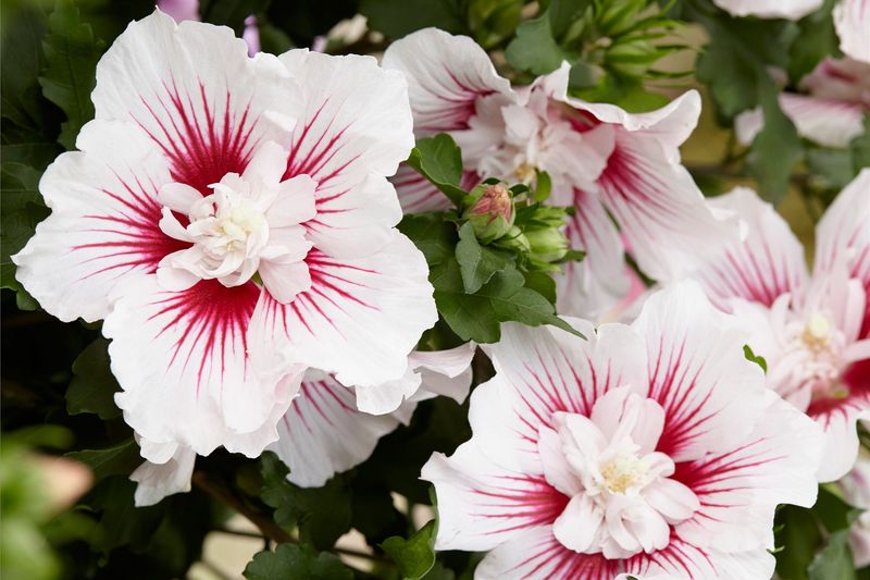 Rose of Sharon