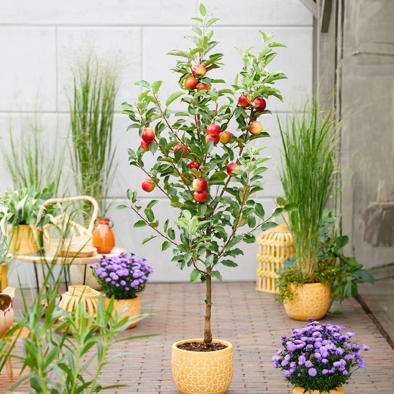 Dwarf Apple Tree (Malus domestica)