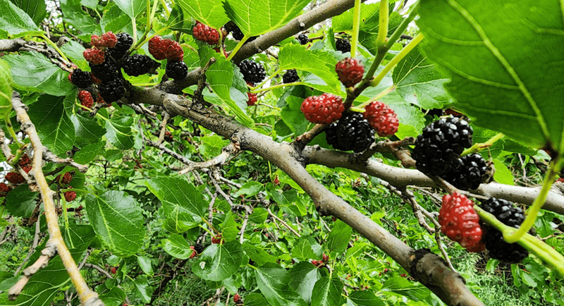Mulberry (fruiting type)