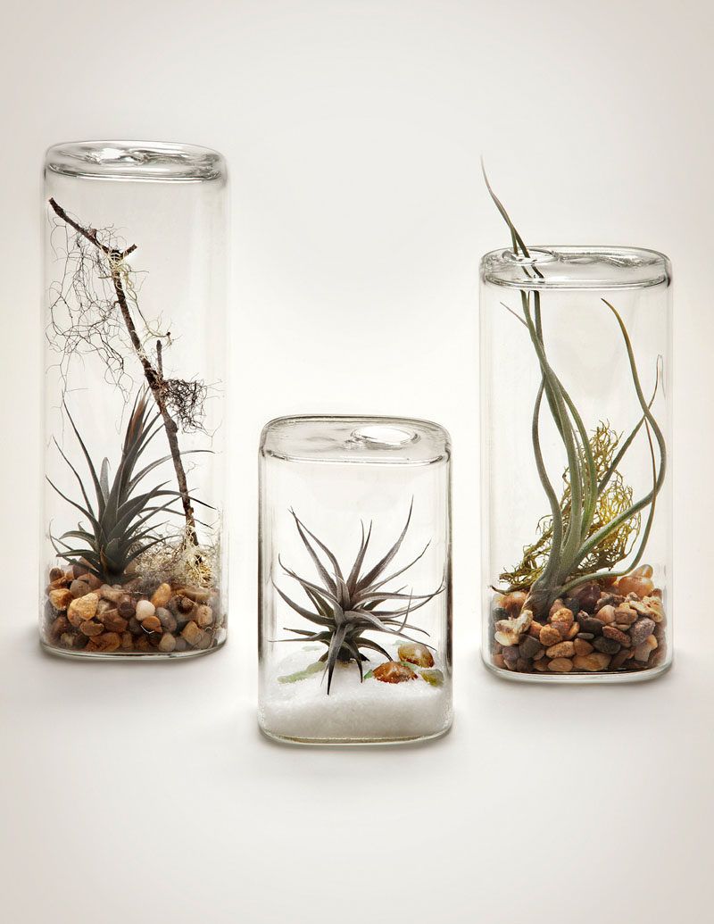 Air Plants (Tillandsia)