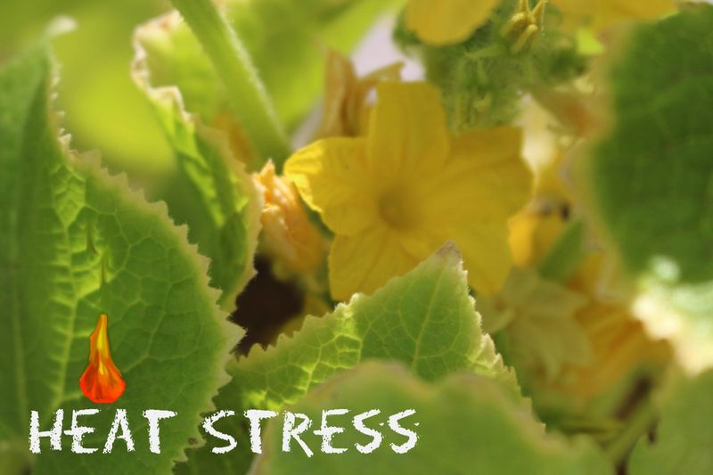 High Temperatures – Flowers But No Fruit