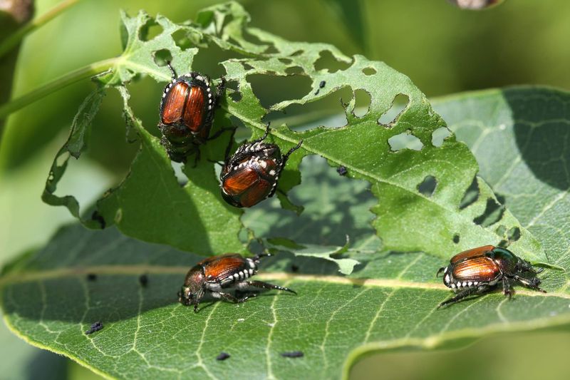 Failing to Control Pests