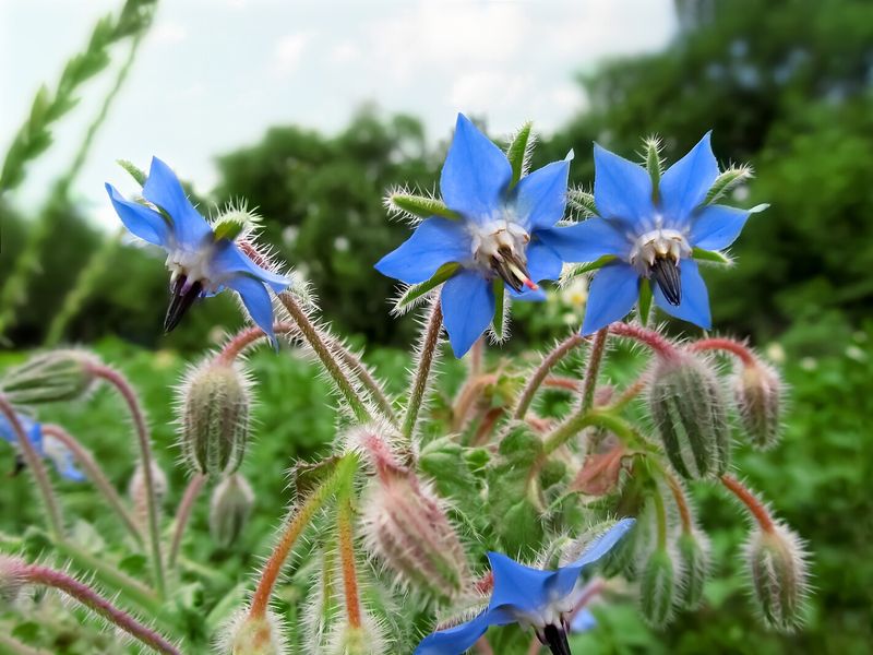 Borage (Borago officinalis)