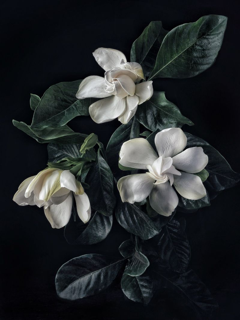 Gardenia