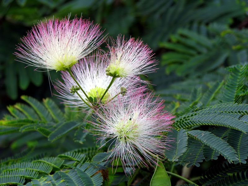 Mimosa (Albizia julibrissin)