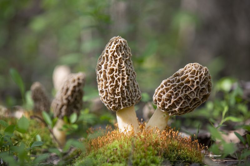 Morel (Morchella spp.)