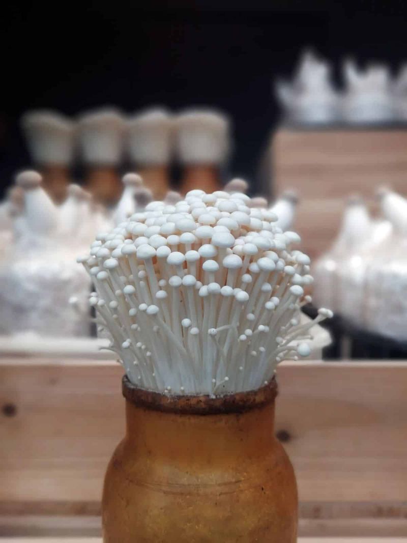 Enoki Mushrooms
