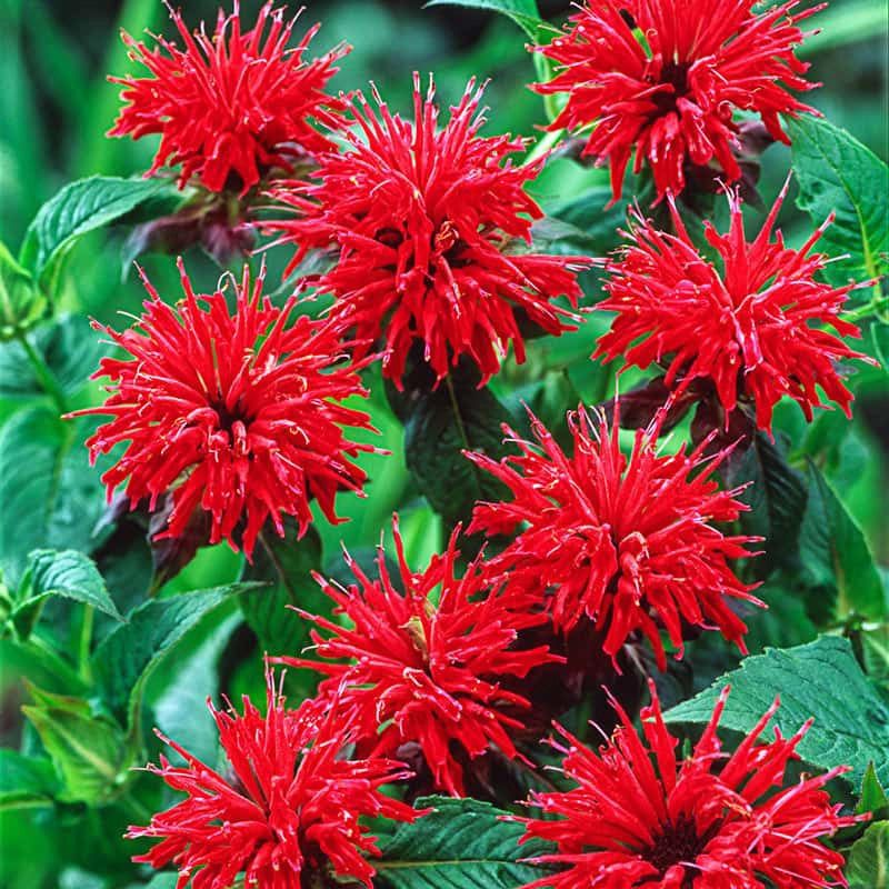 Bee Balm