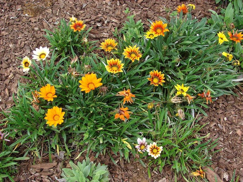 Gazania