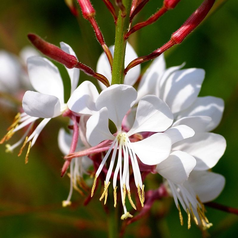 Gaura (Whirling Butterflies)