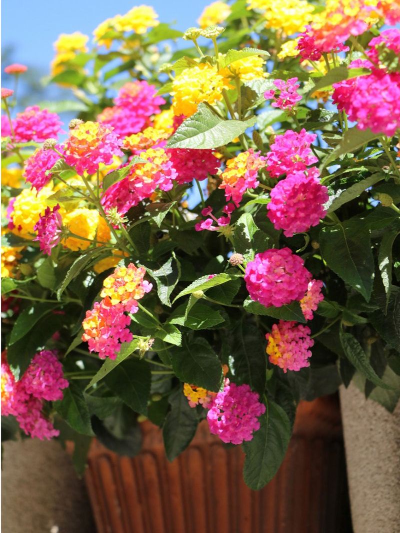 Lantana (Lantana camara)