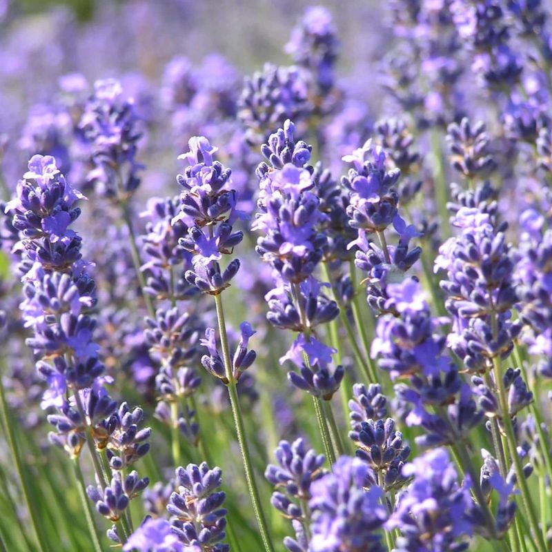 Lavender (Lavandula spp.)
