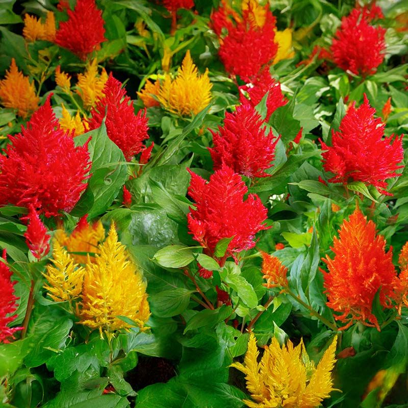 Celosia