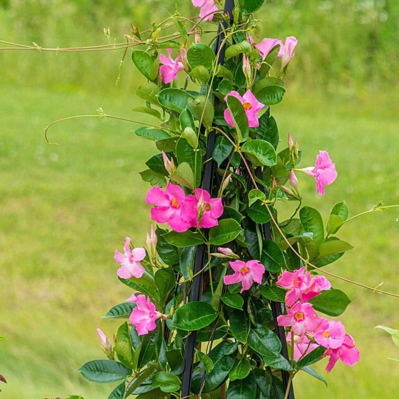Mandevilla