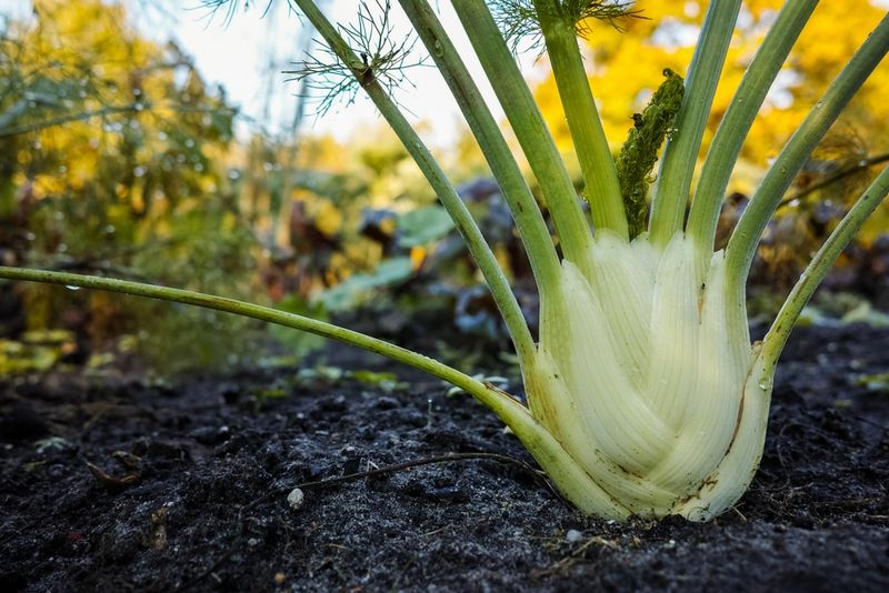 Fennel