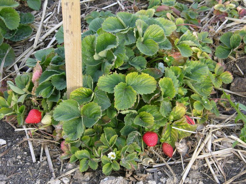 Strawberries (Fall-Planted for Spring Fruit)