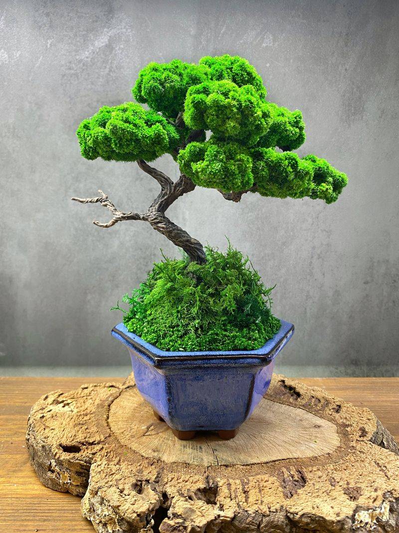 Bonsai