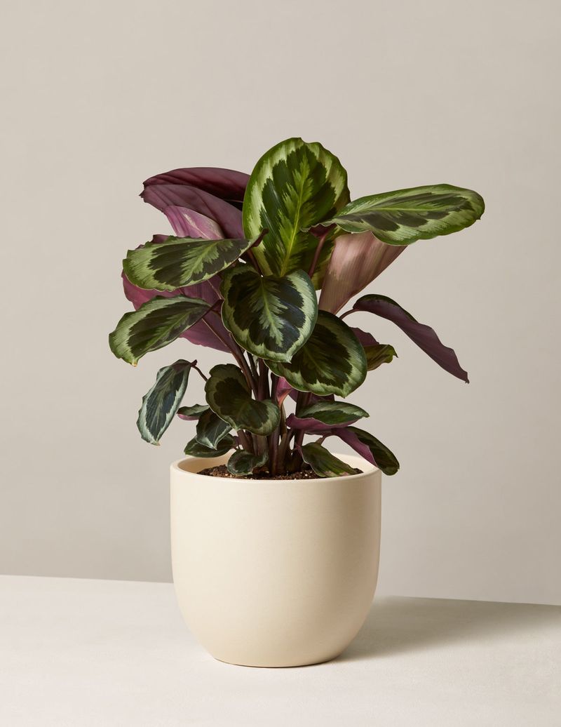 Calathea