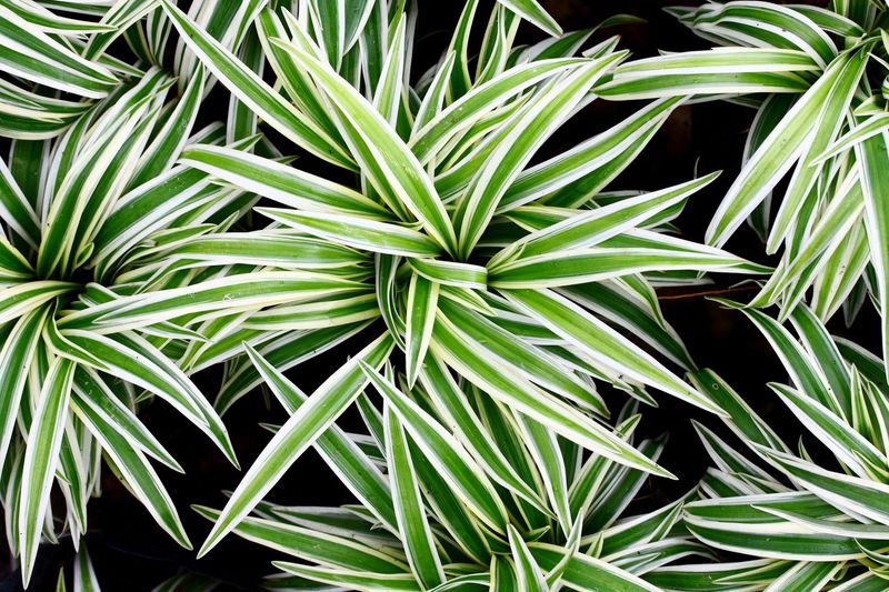 Spider Plant