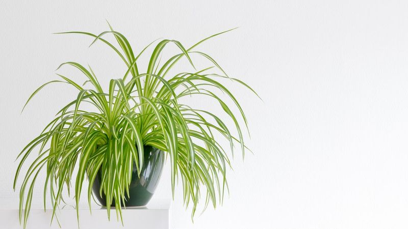 Spider Plant