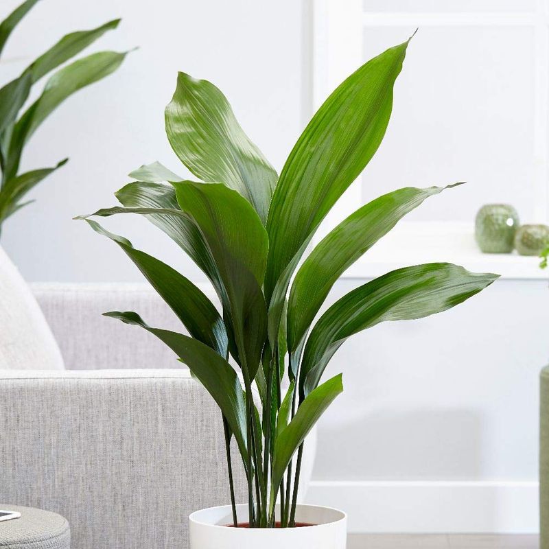 Cast Iron Plant (Aspidistra elatior)