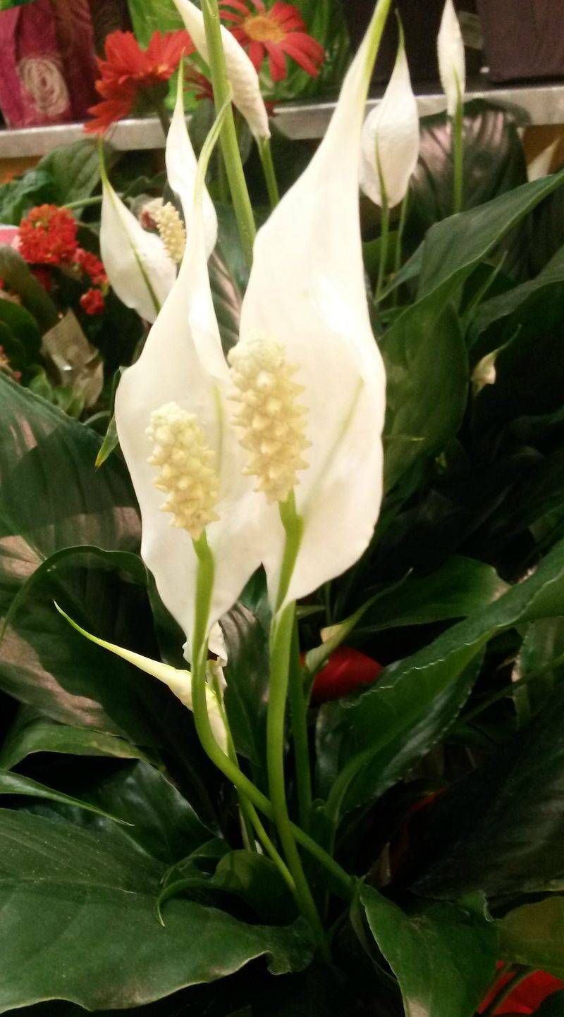 Peace Lily (Spathiphyllum)