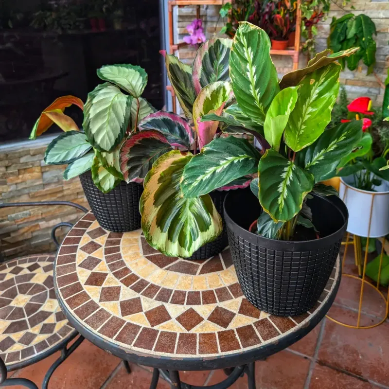 Calathea