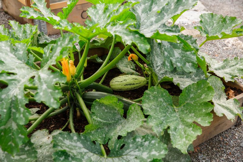 Miniature Zucchini 'Tiny Tot'