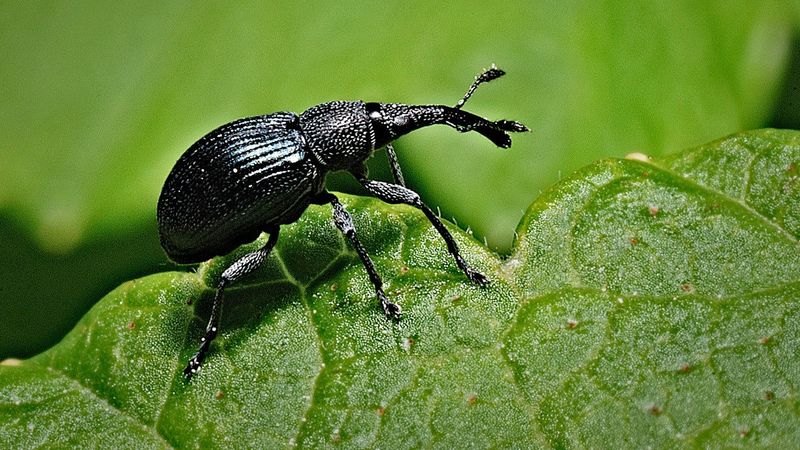 Watch for Pests like Vine Weevils