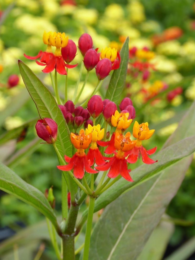 Dwarf Red Milkweed