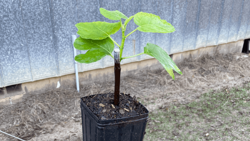 Planting Your Fig Tree