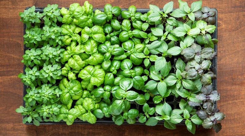Experiment with Different Basil Varieties