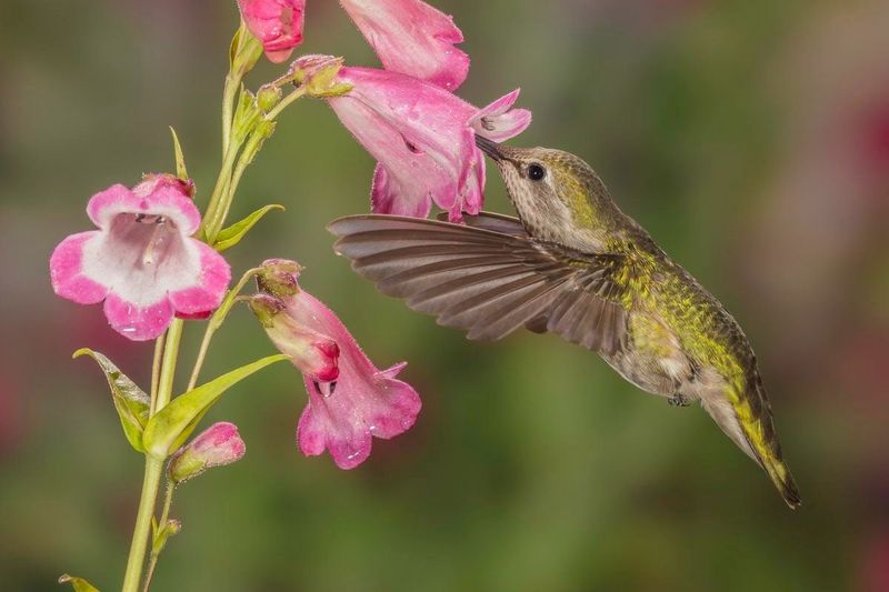 Penstemon (Penstemon spp.)